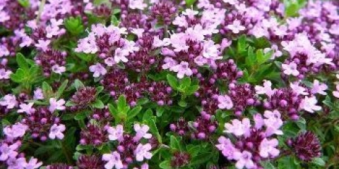 Komorna korisna svojstva i kontraindikacije, recepti