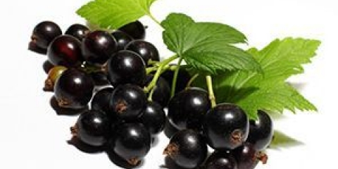 Korisna svojstva i kontraindikacije crne ribizle