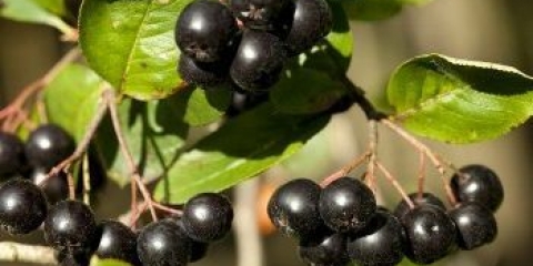 Mint rowan: medicinska svojstva i kontraindikacije