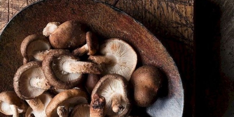 Šta su gljive shiitake