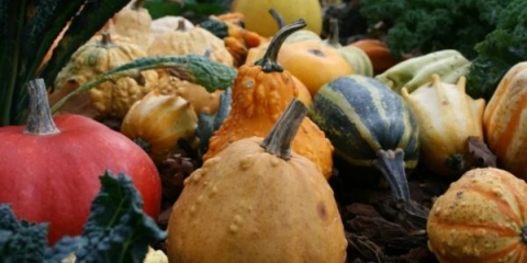 Dekorativna bundeva: ukras i delicija. Najbolje ocjene, savjeti za obradu