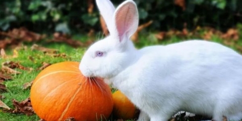 Bilo da se zečevi jedu bundevu?