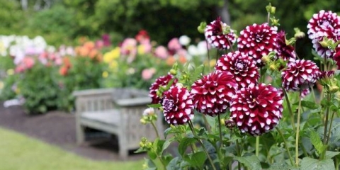 Georgina sjemenke: rast i briga za sva pravila