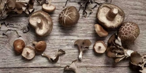 Šitake gljive (2 vrste i 8 recepata)