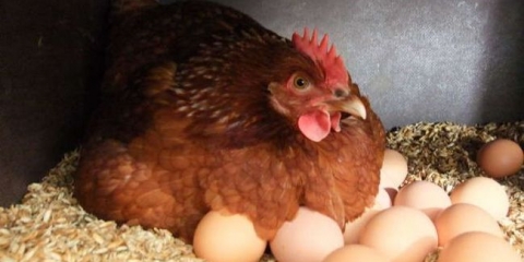 Jabuka za octa za razbijanje kokoši