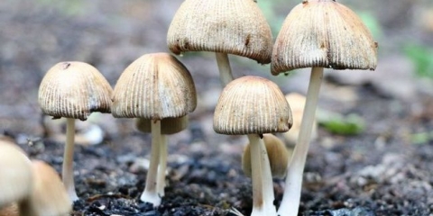 Otrovne gljive (14 vrsta gljiva)