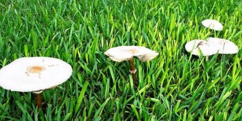 Otrovne i lažne gljive (11 vrsta gljiva)