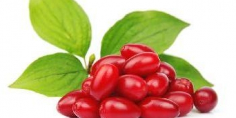 Yagoda kizil: korisna svojstva i kontraindikacije