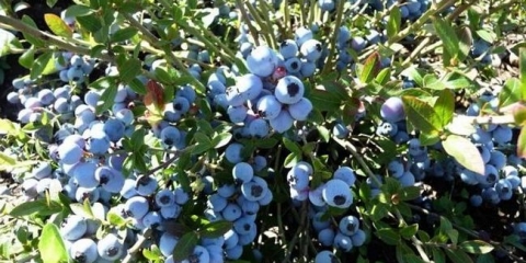 Kako uzgajati sirće za zalijevanje borovnice