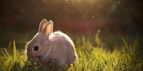 Koje bolesti podliježu zečevima i kako da se prema njima postupaju