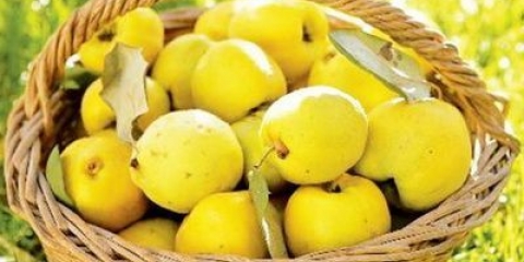 Citat iz dunja za zimu