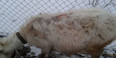 Liječenje i prevencija kozjih bolesti