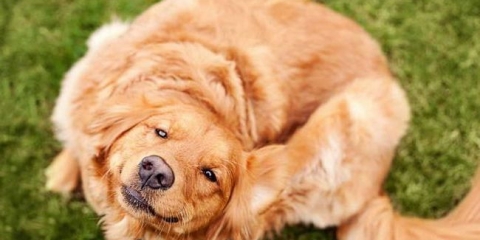 Liječenje lišavanje ili buve u psima sirće