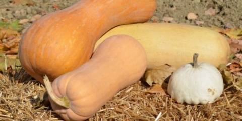 Najbolji razredni muskatni bundevi - opis i sortne karakteristike