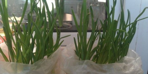 Najbolji način za rast luka na pero bez zemljišta