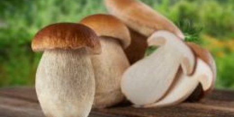 Marinirane bijele gljive - jednostavni recepti za grickalice tsarskoy