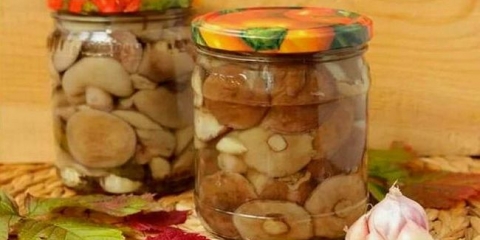 Marinirana ulja za zimu - najukusniji recepti za kuhanje