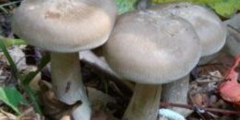 Marinirani rogovi: najbolji recepti, kako marine, vrste marinada