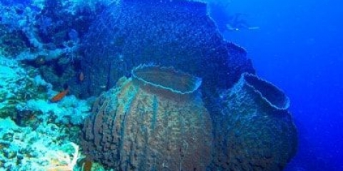 Maska od pigmentnih mrlja na licu s bodianskom