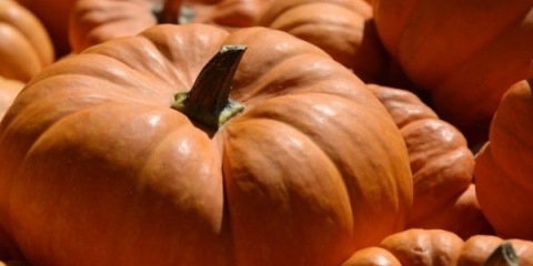 Protiv i plusice meda bundeve, njegove karakteristike i karakteristike