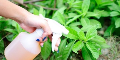 Narodni lijekovi iz zhukova sa sirćetom