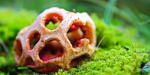 Neobične gljive (24 vrste)