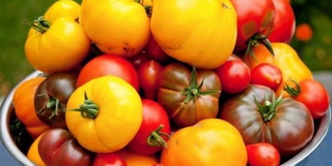 Mala paradajza - najbolje sorte paradajza za otvoreno tlo