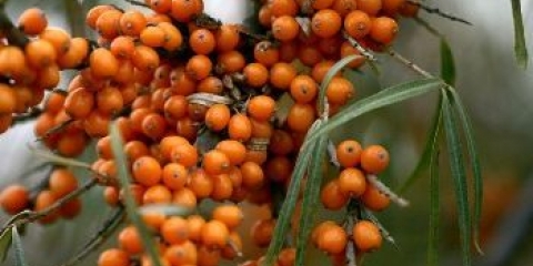 Morski buckthorn: korisna svojstva i kontraindikacije, za žene i muškarce