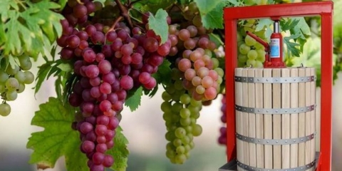 Pregled preše za vino, rukovanje drobiljem i pritiskom soka od grožđa, zamena vinskog prescreeta