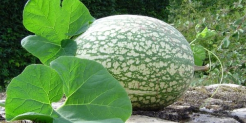 Opis i karakteristike filolne bukera: karakteristike rastućih i vrtlarnih recenzija