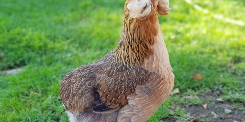 Opis pasmine pilića araucana