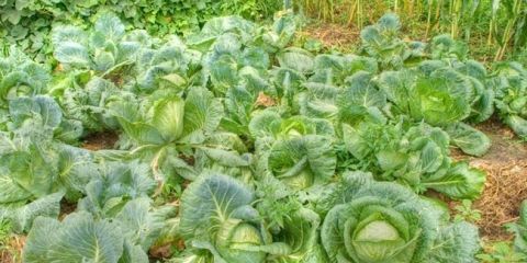 Prskanje kupus sirće iz štetočina