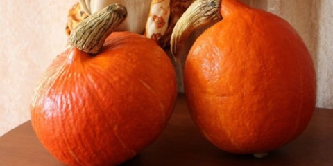 Glavne karakteristike šumskog bundeve razreda: karakteristike uzgoja, prinosa