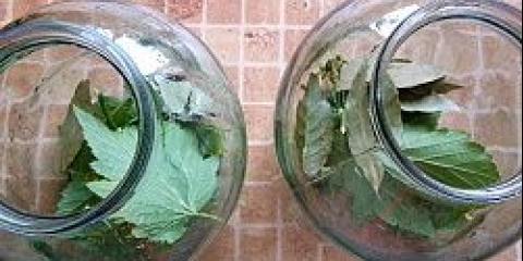 Povrće se raznolo za zimu