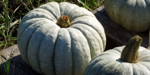 Detaljan opis raznolikosti bundeve mramor: da li je to vrijedno kupovati?