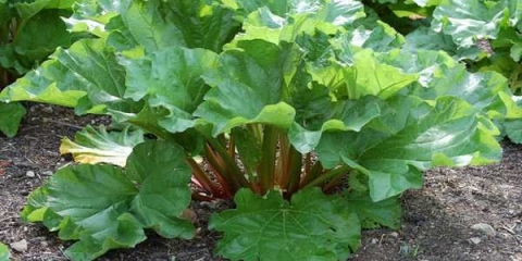 Korisna svojstva rhoga