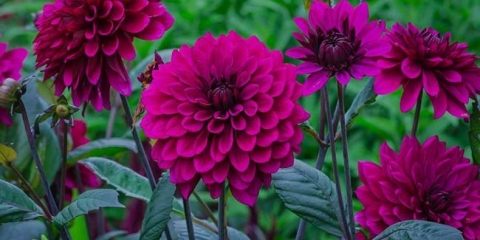 Slijetanje dahlija na otvorenom tlu i njegu za njih