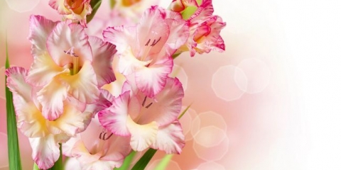 Slijetanje i briga za gladiolusa u uralu