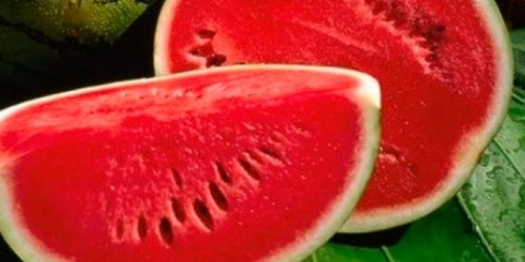 Sadnja sjemenki lubenice na otvorenom tlu: raste veliki i slatki!