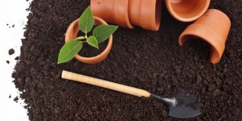 Korak po korak priprema tla za sadnice rajčice i paprike