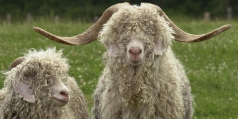 Pravila i tajne uzgoj angore