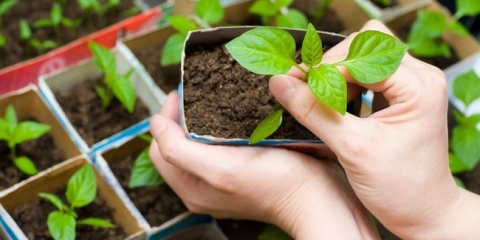 Pravila i tehnologija za sadnju sadnica sadnica u otvorenom terenu