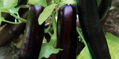 Pravila uzgoja patlidžana mač samurai