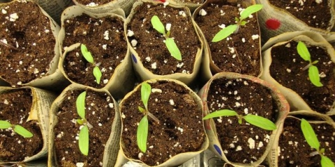 Primjena dušičnih gnojiva za paradajz