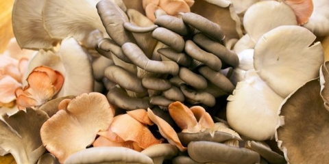 Primjena gljiva (9 načina)