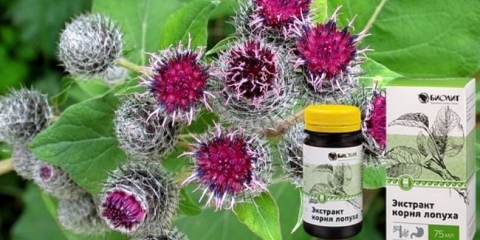 Primjena tinktura burdock-a, recepti proizvođača