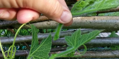 Stvaranje pozivanja i bundeve - sheme i primjeri