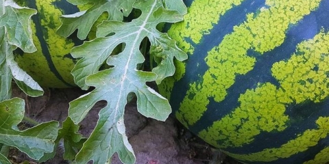 Mi ukazujemo na lubenicu na labenarijumu: profitabilan susjedstvo