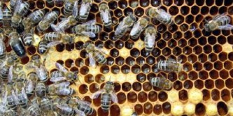 Propolis medicinska svojstva i kontraindikacije