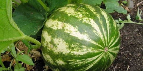 Uzgajati berbu lubenice na otvorenom terenu